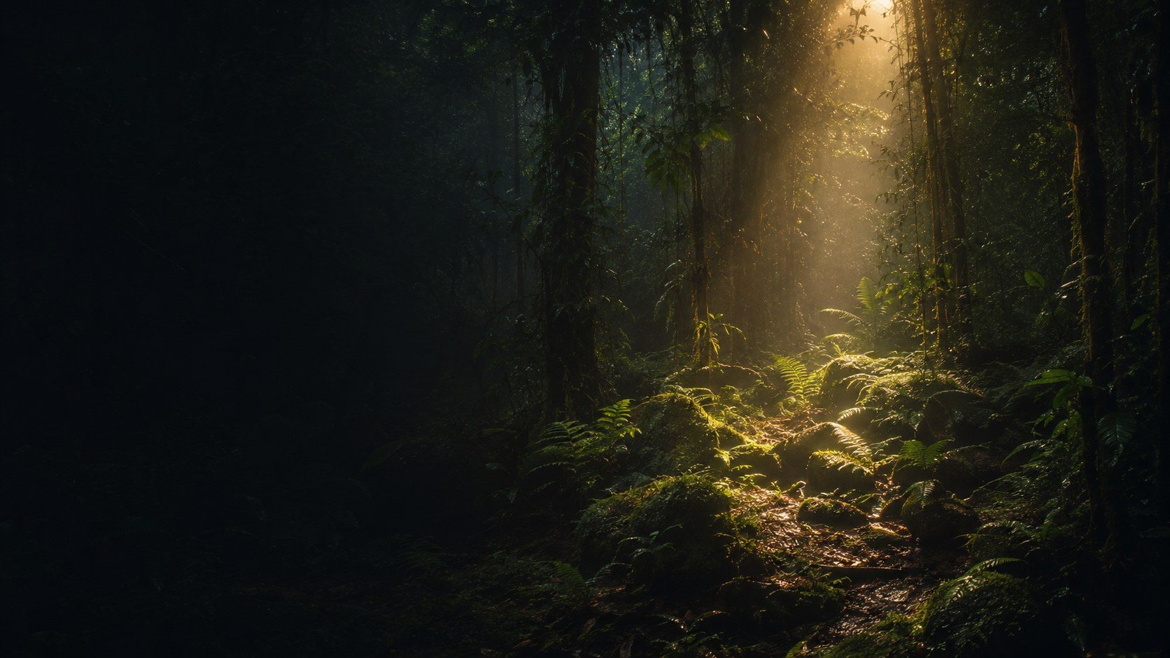 A rainforest interior at dusk. One shaft of warm light falls through the canopy onto ferns and wet rock; the left of the frame stays in near darkness. The app uses scenes like this one to tell courses apart.