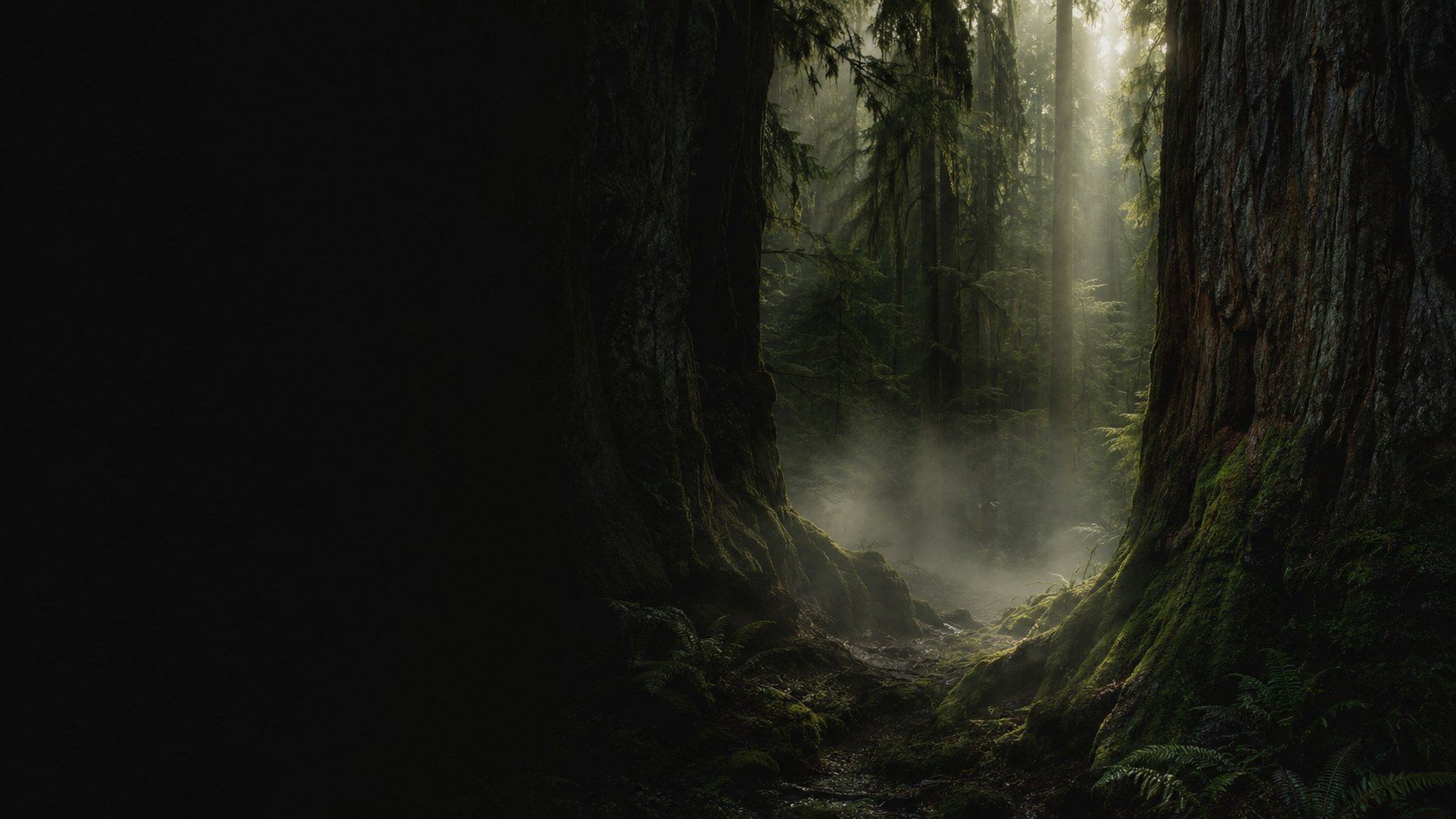 A dark mossy hollow deep inside old-growth rainforest, mist pooling between huge trunks with faint warm light filtering from far above.